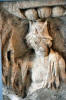 Virtus